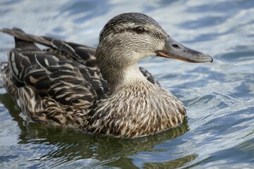 Duck swimming in a body of water