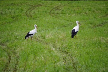 Two white storks walking in a lush green field