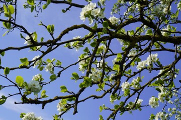 Cluster of cherry blossoms tree against a blue sky