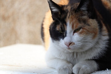 三毛猫
