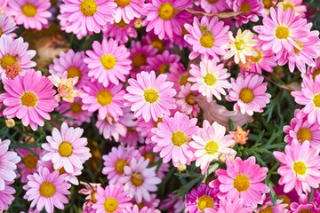 Closeup of pink marguerites, beautiful daisies.