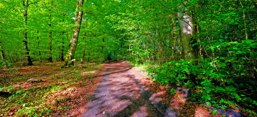 Environment, forest and hiking path with trees in summer for conservation or sustainability of...
