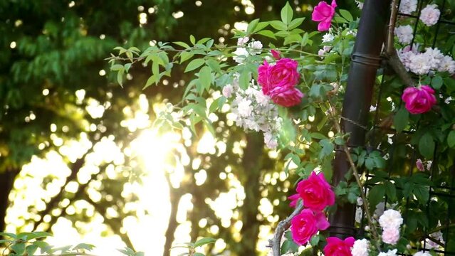 夕日に輝くピンクのツルバラ（フィクス）