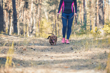 red dachshund runing with his owner in a in a pine forest. morning run with the dog in the fresh air