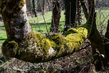 vieil arbre recouvert de mousse verte avec sa grosse branche ayant poussée à l'horizontal formant...