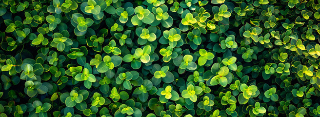 A mesmerizing aerial shot of vibrant green leaves on a boxwood hedge. An enchanting perspective of nature from above. - Powered by Adobe