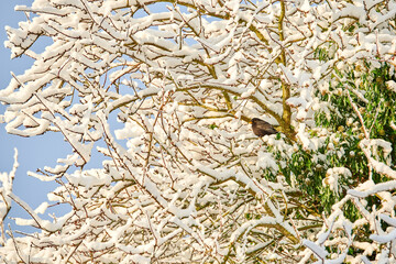 Winter, trees and snow on leaves for weather and environment in empty nature background. Branch with ice, cold and sunrise or sunset for holiday season, calendar art or wallpaper with texture outdoor