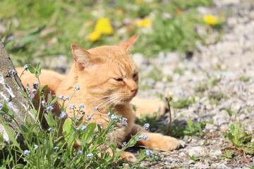 日向ぼっこする猫