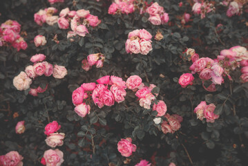 Fototapeta premium Pink rose bush