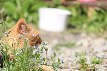 日向ぼっこする猫