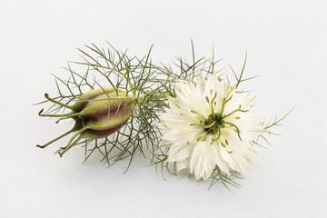 Black cumin or Nigella sativa flower and seed capsule isolated on gray background