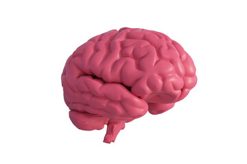 3D rendering of human brain anatomical model on white background