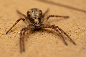 huntsman spider close-up, eyes of a brown spider. Philodromidae, also known as philodromid crab...