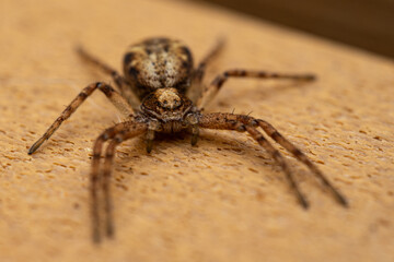 huntsman spider close-up, eyes of a brown spider. Philodromidae, also known as philodromid crab spiders. Eating its pray a fly