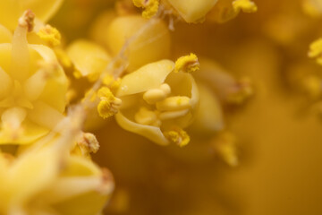 The flowers of palm trees grow on an inflorescence. flowering stem, a special branch which carries a great number of tiny flowers