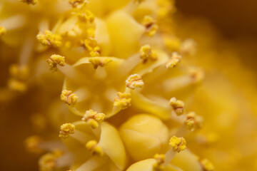 Fototapeta premium The flowers of palm trees grow on an inflorescence. flowering stem, a special branch which carries a great number of tiny flowers