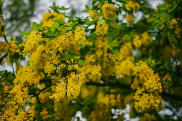 Fototapeta premium Bright yellow branches of Laburnum, sometimes called golden chain or golden rain, hanging on a warm spring or summer day.