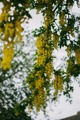 Bright yellow branches of Laburnum, sometimes called golden chain or golden rain, hanging on a warm spring or summer day.