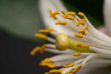 lemon flower closeup macro photograph. Green trees with ripe yellow lemons and flowers. Fresh...