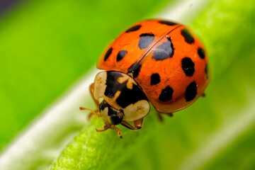 macro closeup ladybug on leaf. A tiny red ladybug with delicate black spots crawling on a leaf,...