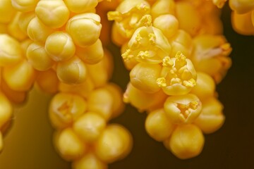 The flowers of palm trees grow on an inflorescence. flowering stem, a special branch which carries a great number of tiny flowers