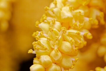 The flowers of palm trees grow on an inflorescence. flowering stem, a special branch which carries a great number of tiny flowers
