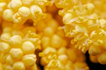 The flowers of palm trees grow on an inflorescence. flowering stem, a special branch which carries a great number of tiny flowers