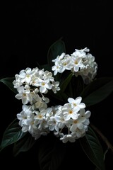 A beautiful bunch of white flowers with vibrant green leaves. Perfect for adding a touch of nature to your designs