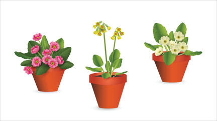 Blooming primrose in plastic pots set isolated on white background. Realistic colorful vector drawing indoor plants close-up collection for flower shop advertising, room design, sale banner, icon.