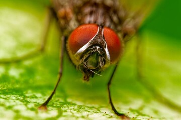 Detailed close-up macro of a shiny golden greenbottle fly sitting on a leaf. Domestic fly. close up compound eyes of fly on green background. Fly on a leaf macro
