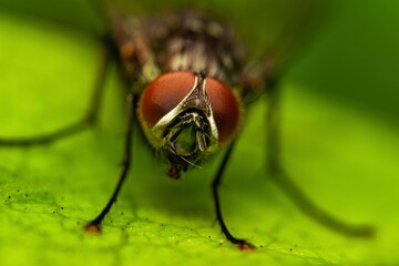 Naklejka premium Detailed close-up macro of a shiny golden greenbottle fly sitting on a leaf. Domestic fly. close up compound eyes of fly on green background. Fly on a leaf macro