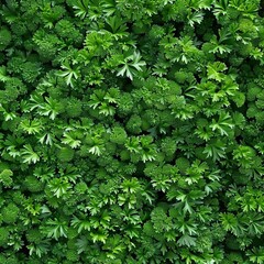 Green parsley texture background, petroselinum crispum leaves pattern, fresh herbal leaves banner