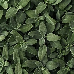 Salvia texture background, salvia divinorum pattern, sage leaves banner, aromatic herbs and greens mockup