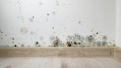 Mould and fungus growth on white wall