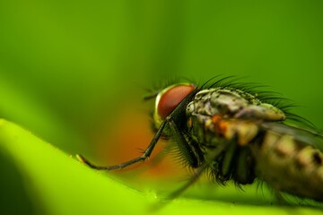 Detailed close-up macro of a shiny golden greenbottle fly sitting on a leaf. Domestic fly. close up...