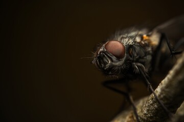 Detailed close-up macro of a shiny golden greenbottle fly sitting on a leaf. Domestic fly. close up...