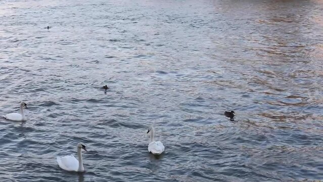 Swans and birds swimming in the blue seine river in Paris, France