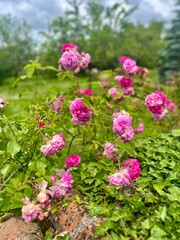 Saint-André-de-Lidon