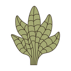 Plant vector illustration, hand drawn vector illustration, plant logo. Nature element illustration.