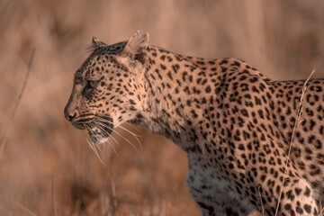 An African Leopard, Panthera pardus pardus, in the Pilanesberg National Park in South Africa