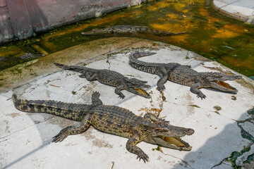 Group of crocodiles on the farm