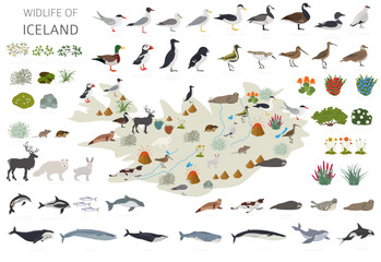 Flat design of Iceland wildlife. Animals, birds and plants constructor elements isolated on white set. North Atlantic nature