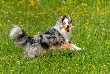 Einjähriger Blue-merle Sheltie-Rüde springt  in der Blumenwiese