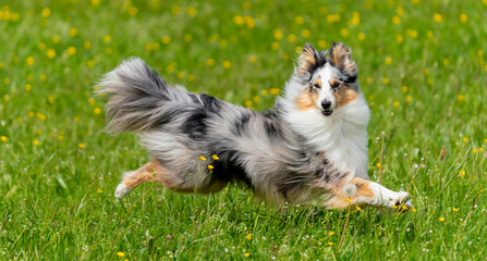 Einjähriger Blue-merle Sheltie-Rüde springt  in der Blumenwiese