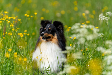 Einj&auml;hriger tricolour-Sheltie-R&uuml;de springt in der Wiese