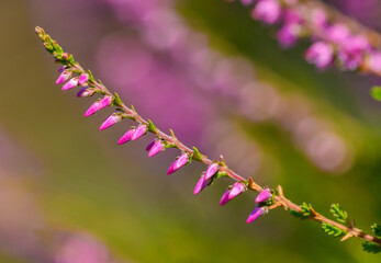 pink flowers of common heather aka ling (Calluna vulgaris)