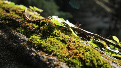 A patch of moss on a tree branch during sunrise