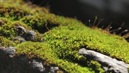 A closeup of an ant crawling on top of a mossy tree branch