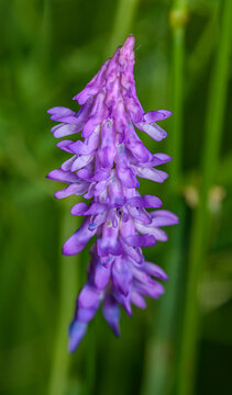 violet flower of tufted vetch (also cow, blue, bird, or boreal) (Vicia cracca)
