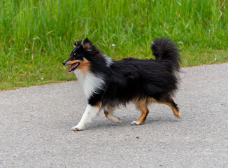 Einj&auml;hriger tricolour-Sheltie-R&uuml;de springt in der Wiese